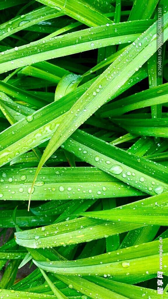 帶露珠的翠綠細(xì)長葉片