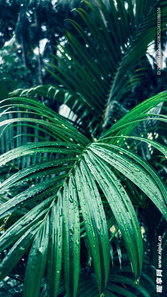翠綠寬大的熱帶棕櫚葉片