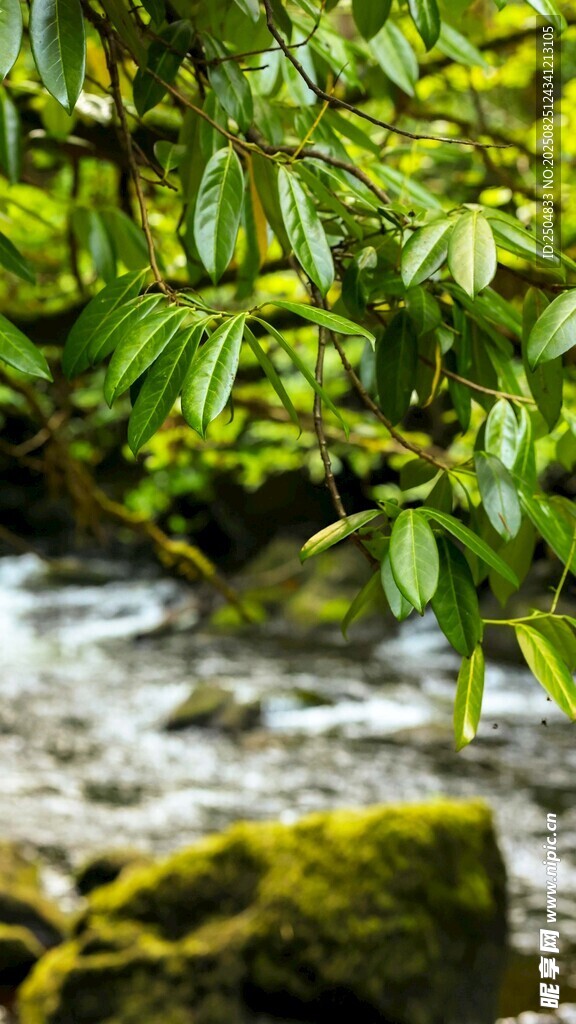 溪邊翠綠植物與潺潺流水