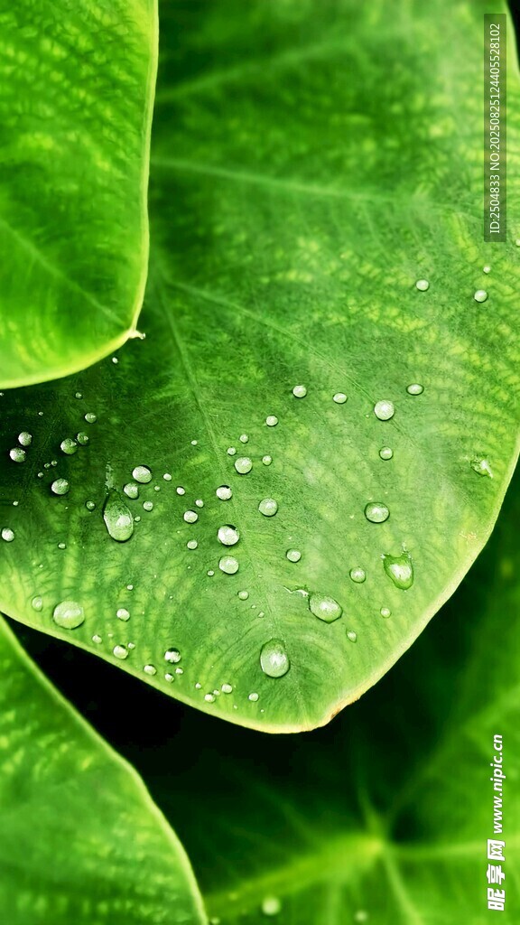 綠葉上的晶瑩水珠