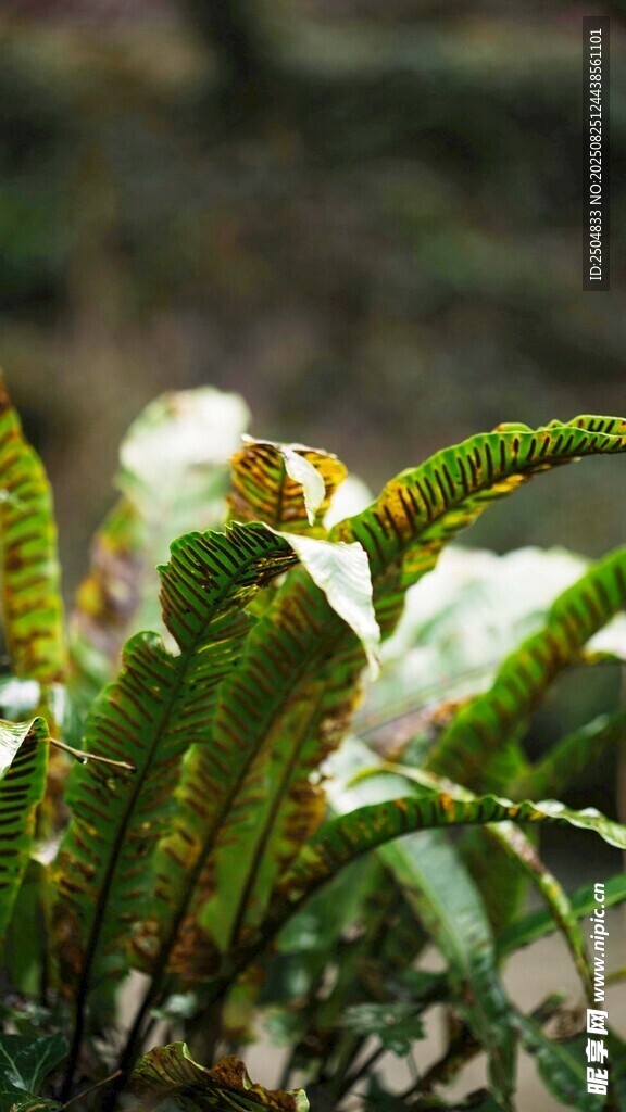 翠綠蕨類(lèi)植物近景特寫(xiě)