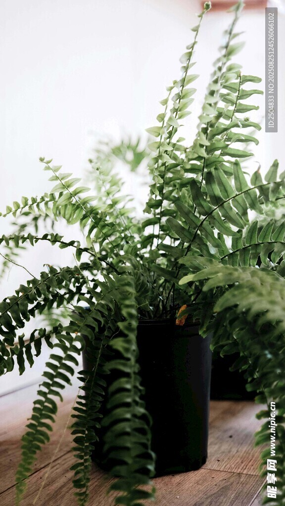 室內(nèi)蕨類綠植特寫