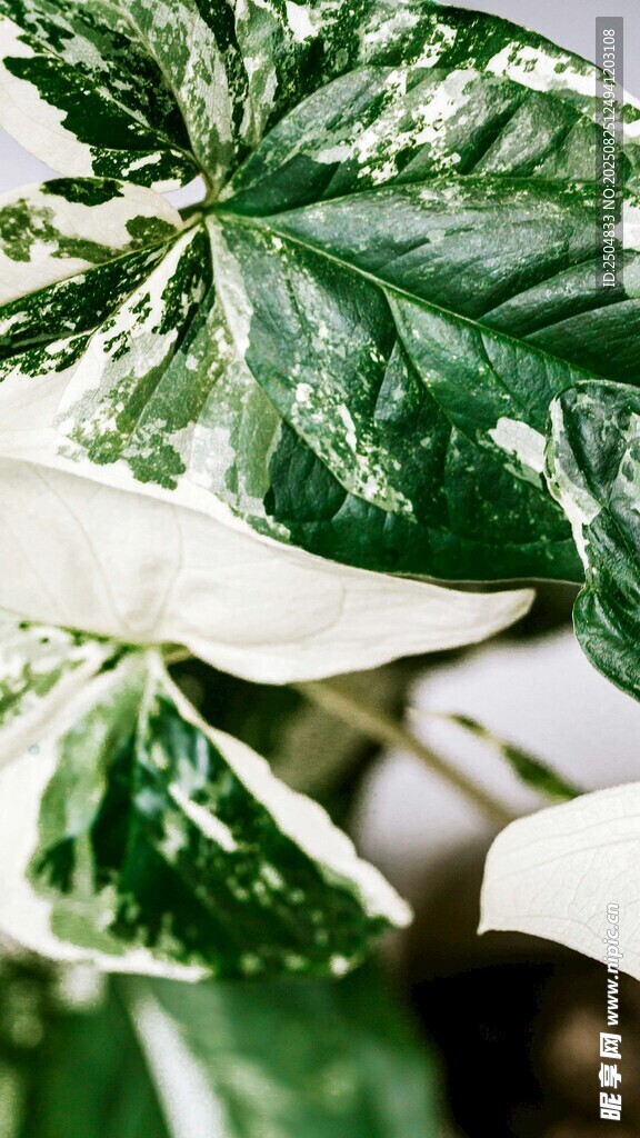 翠綠斑駁的獨特植物葉片