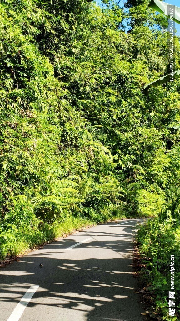 林間蜿蜒小路 綠意盎然