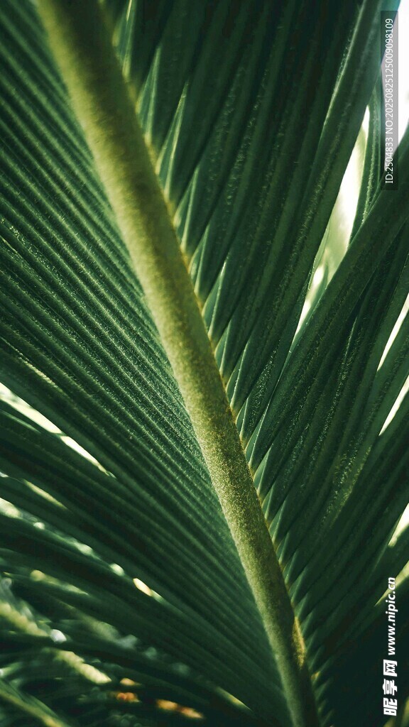 翠綠棕櫚葉特寫(xiě)