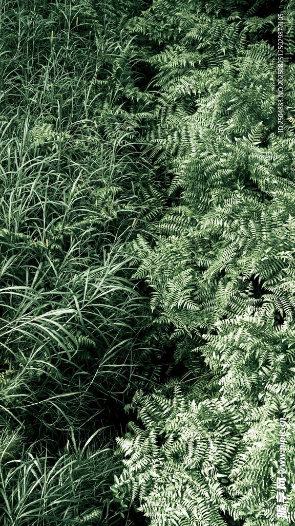 翠綠草地特寫