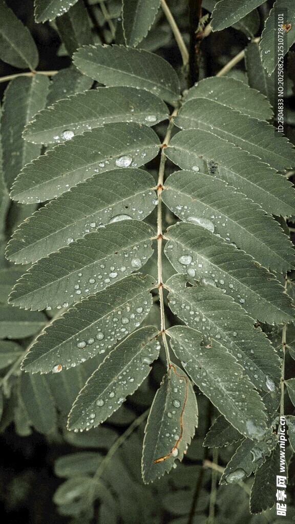 帶水珠的羽狀復(fù)葉