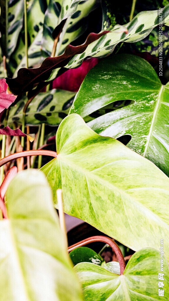 多彩室內(nèi)綠植特寫