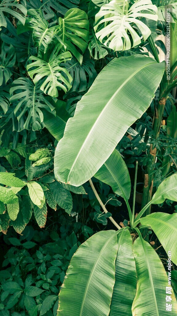 繁茂綠植 展現(xiàn)自然生機