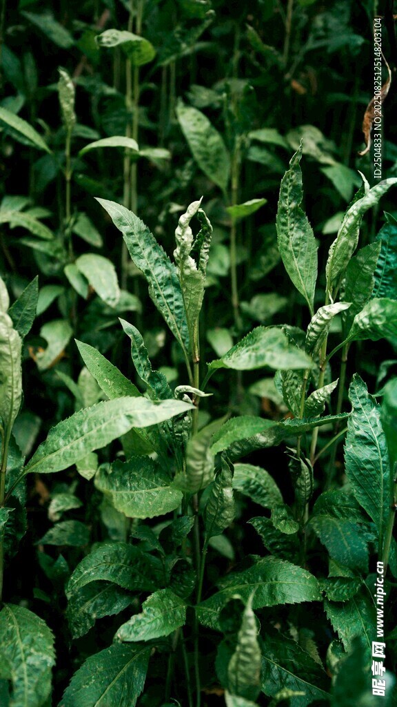 翠綠繁茂的葉片特寫