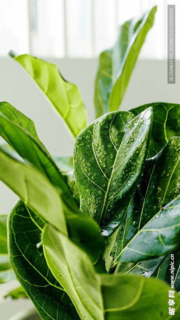 翠綠生機的室內(nèi)綠植葉片