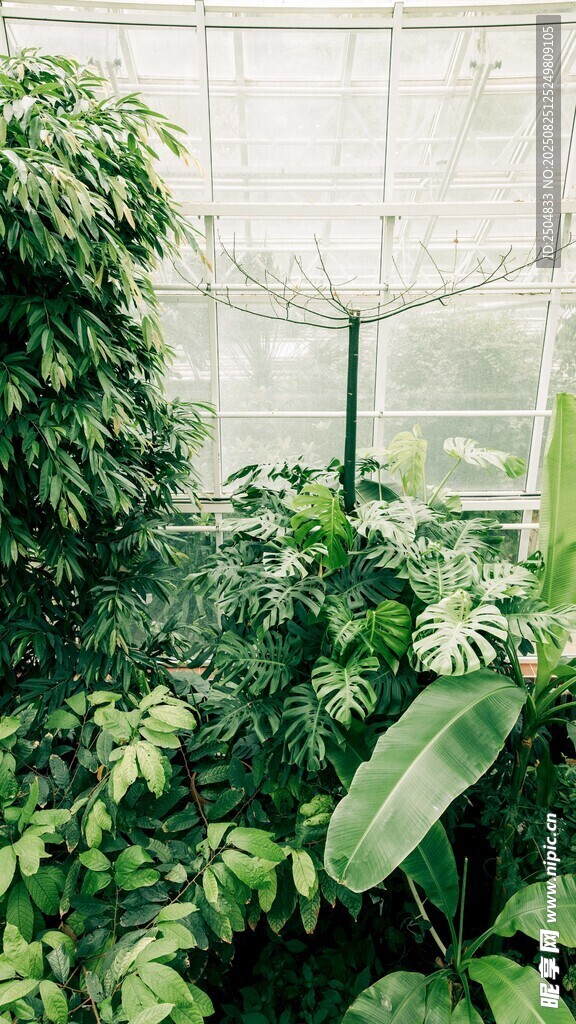 溫室中的繁茂綠植
