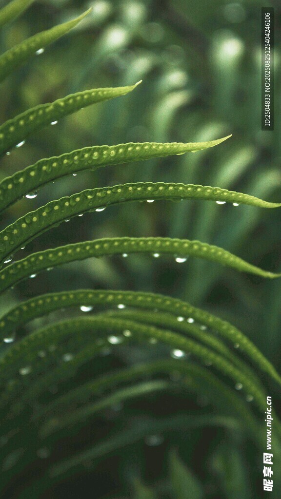 帶露珠的翠綠蕨類葉片