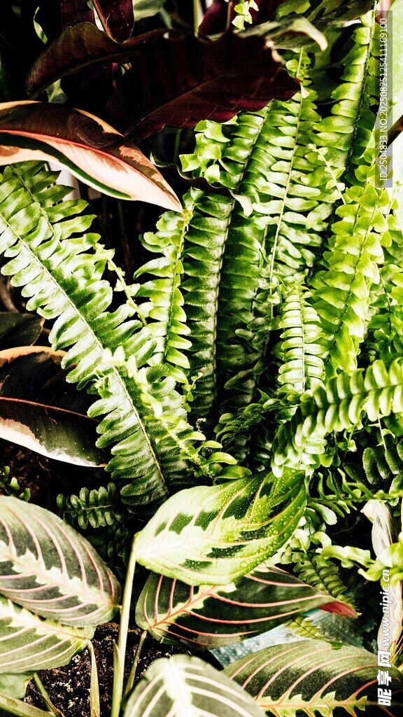 多樣蕨類植物特寫
