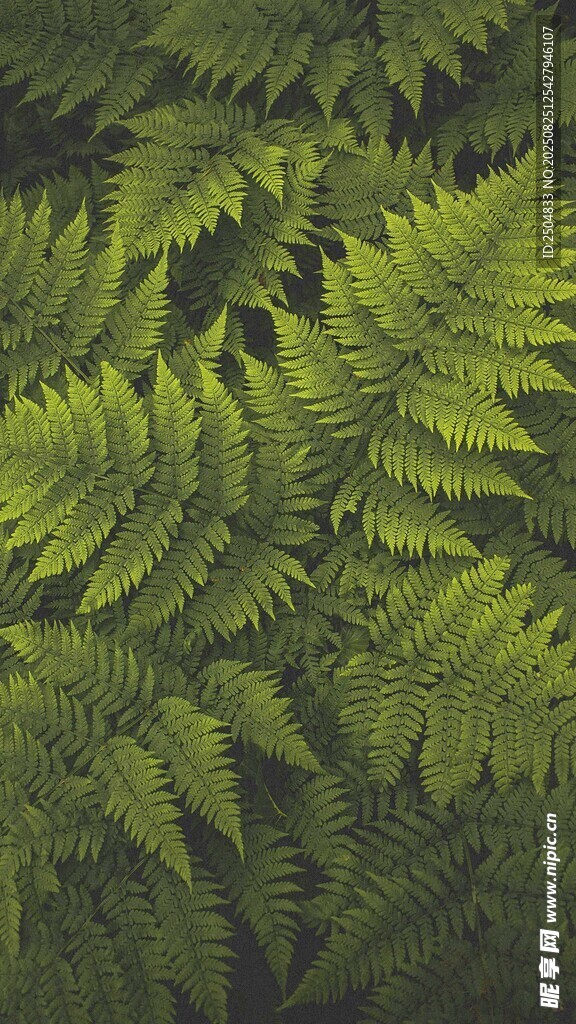 翠綠蕨類植物葉片特寫