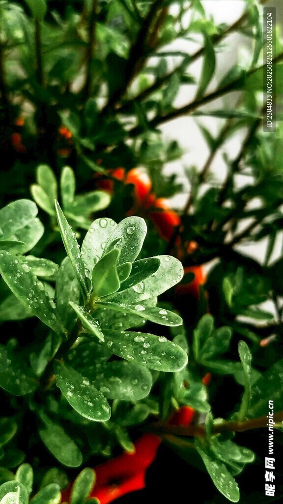 翠綠葉片與紅果植物特寫