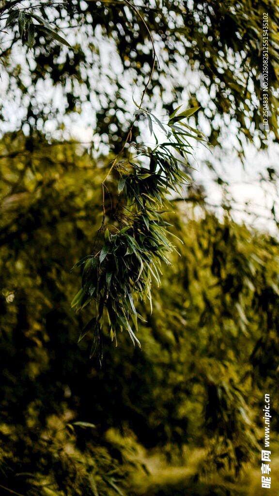 茂密蔥郁的樹林景觀