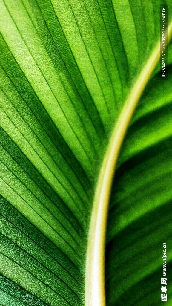 翠綠葉片的細(xì)膩紋理