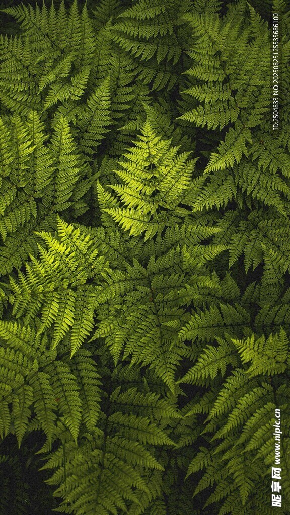 翠綠蕨類(lèi)植物葉片特寫(xiě)