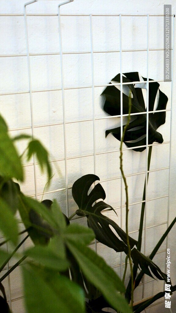 窗邊龜背竹綠植景觀