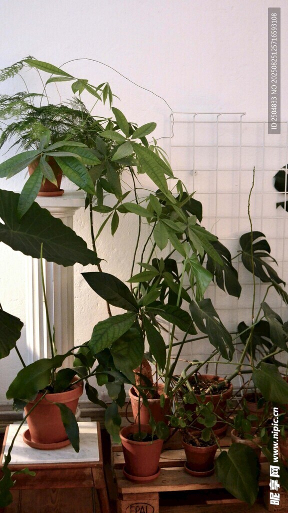 室內(nèi)綠植組合 生機(jī)盎然