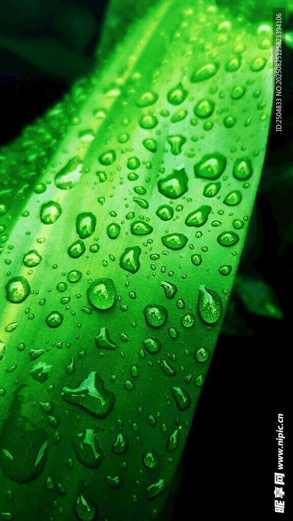 綠葉上晶瑩的水珠