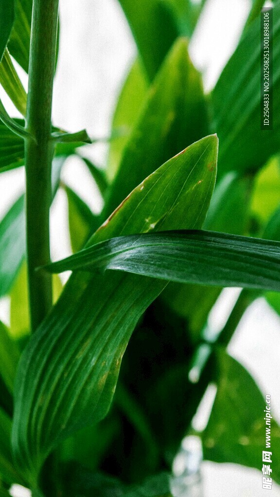 翠綠舒展的植物葉片