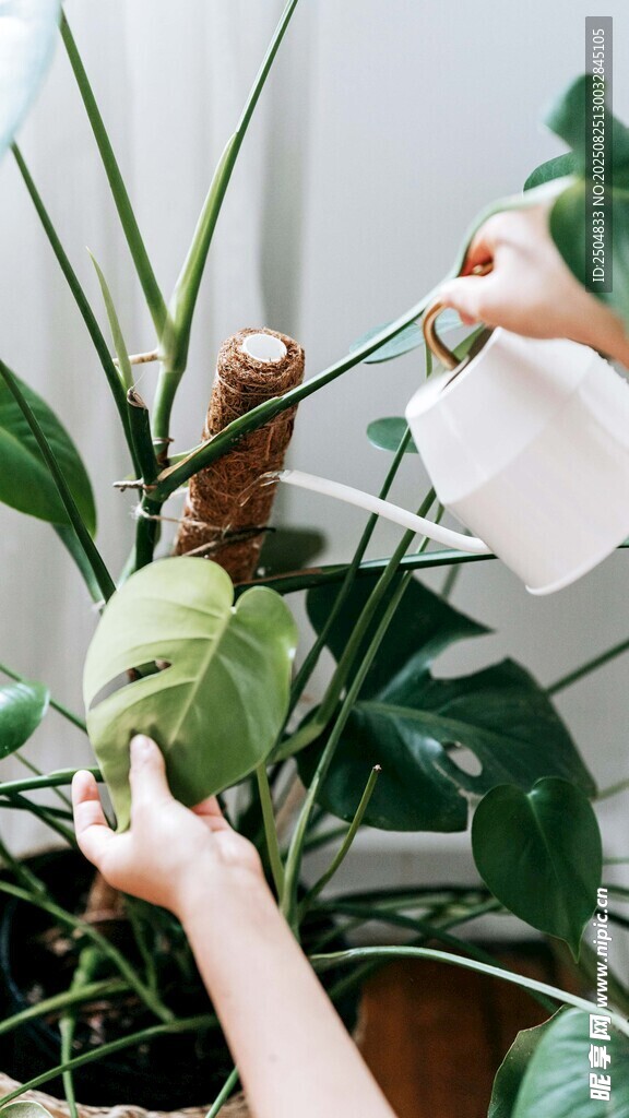 給綠植噴水的溫馨瞬間