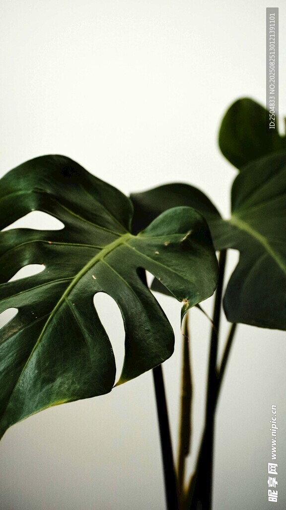 龜背竹綠植特寫