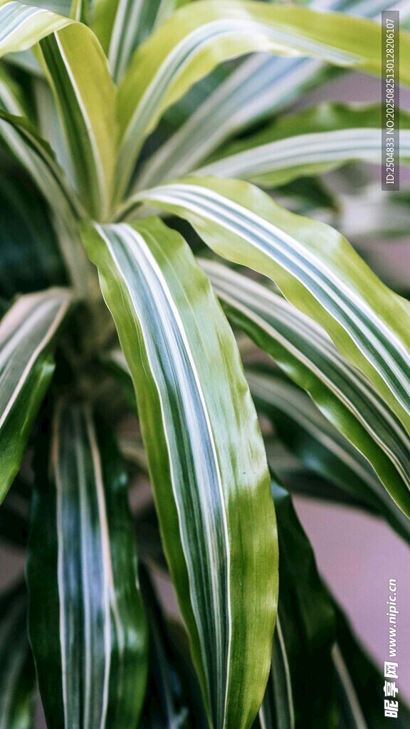條紋綠葉植物特寫