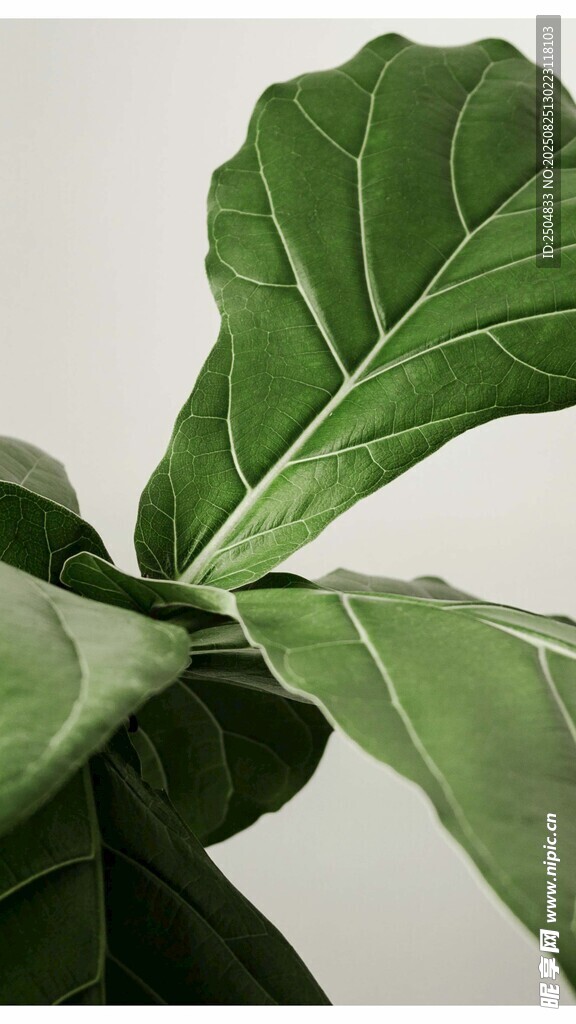 大葉片綠植特寫