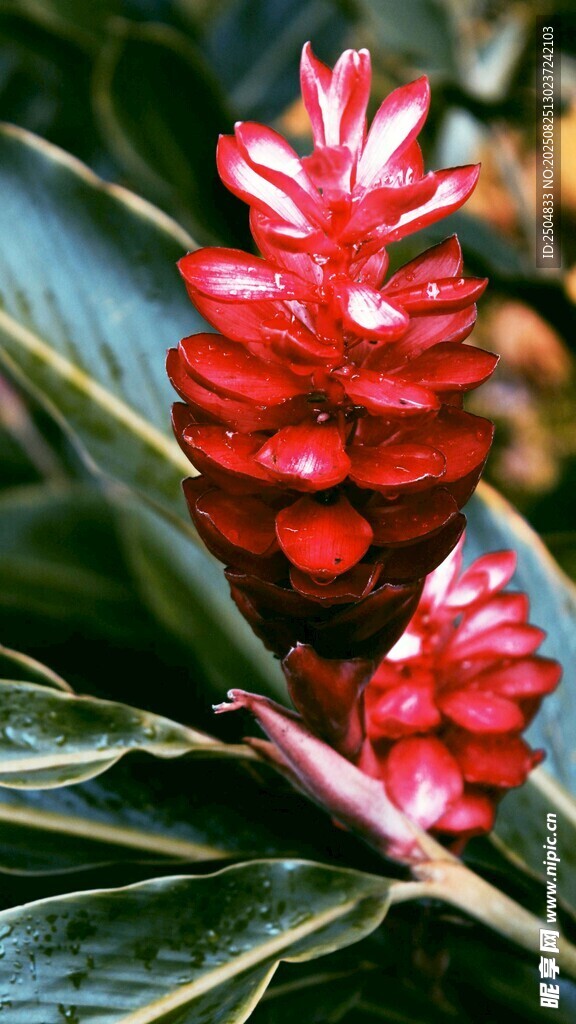 艷麗紅姜花綻放