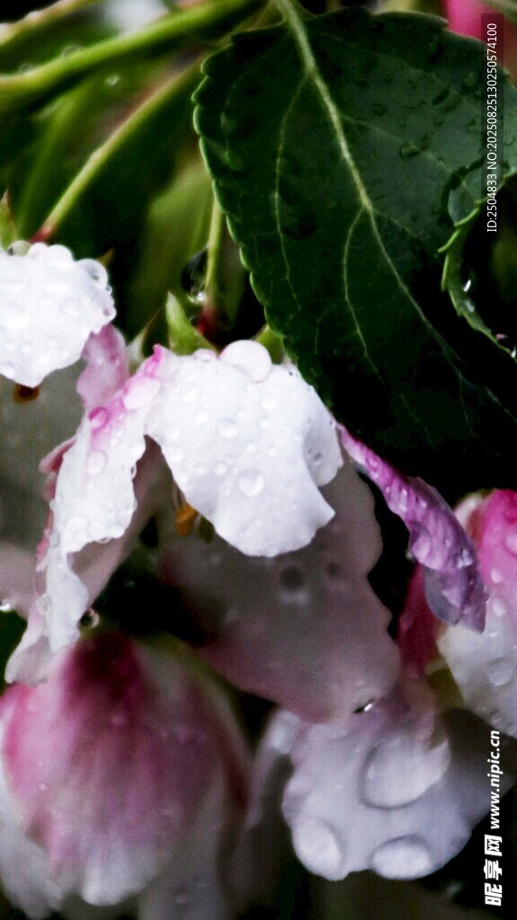 帶露粉白花朵特寫