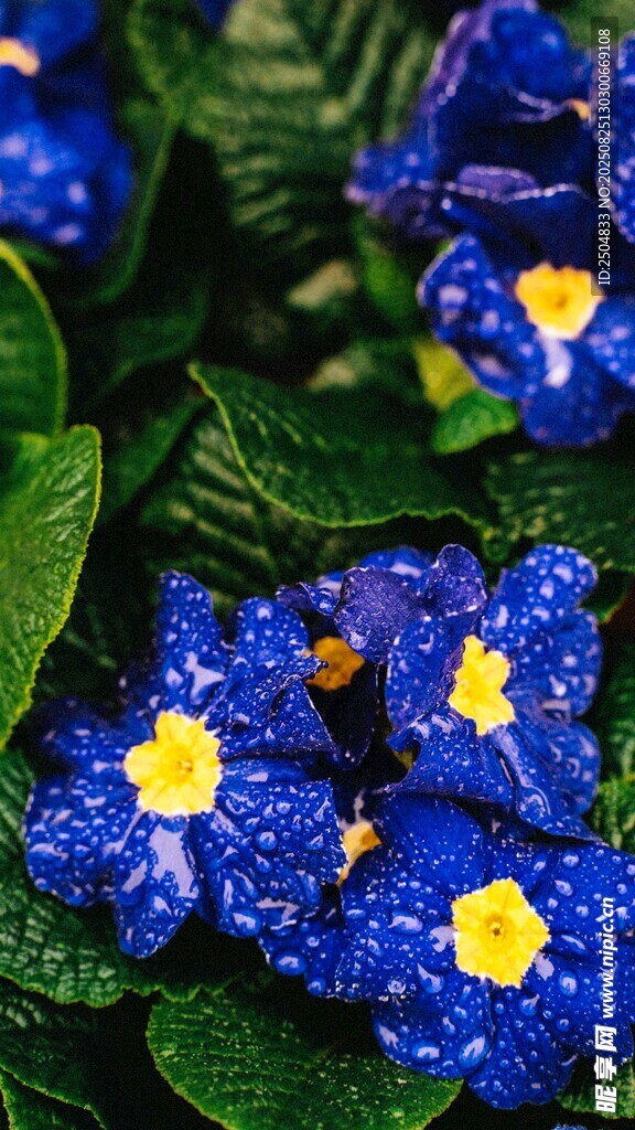 藍花黃蕊帶水珠的美麗花卉