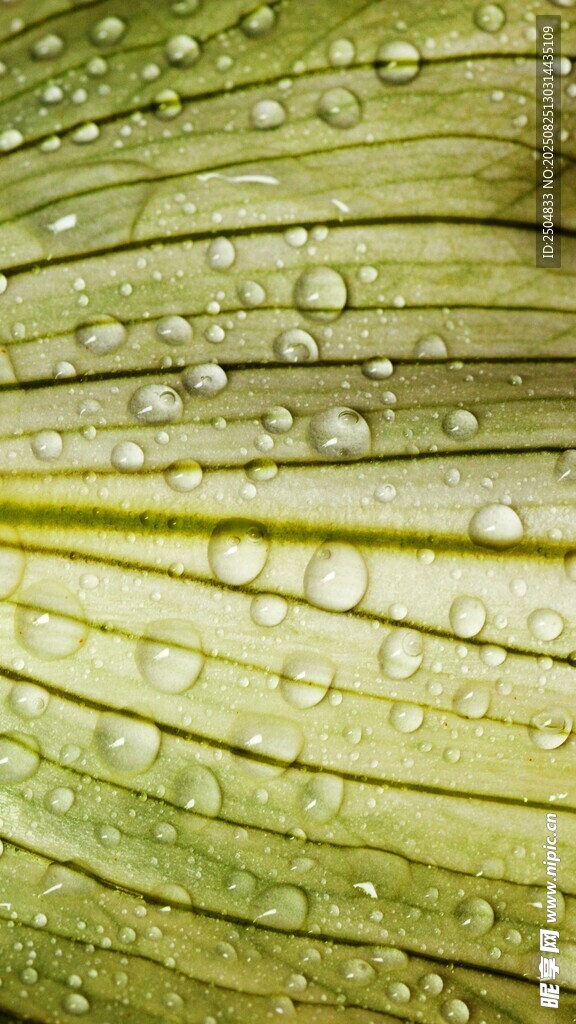 綠葉上晶瑩的水珠