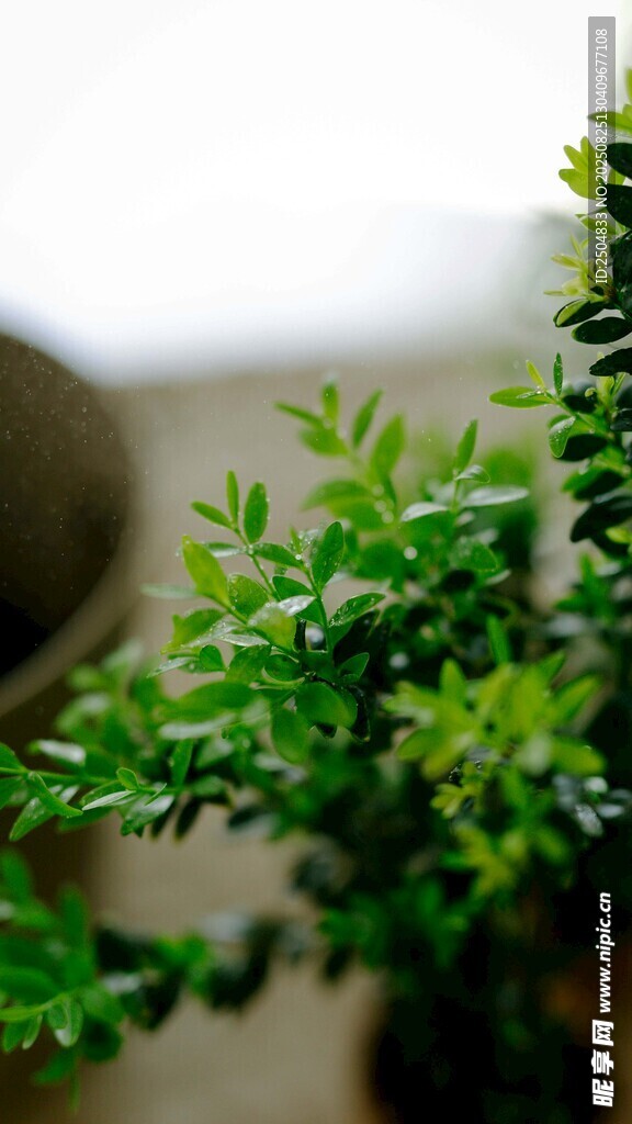 翠綠生機盆栽植物特寫