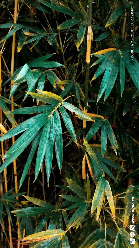 翠綠竹葉 盡顯自然生機(jī)