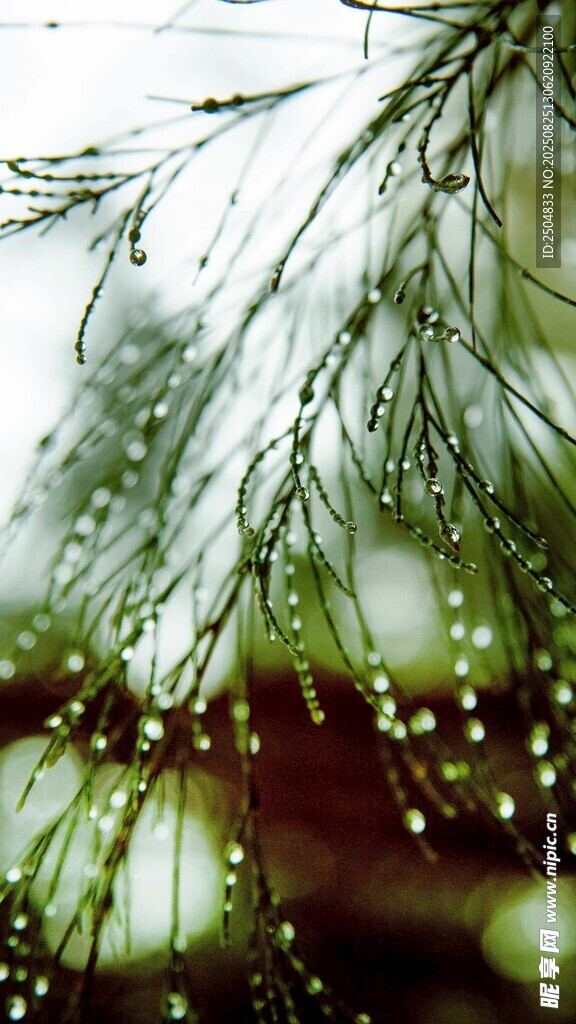 雨中垂柳 晶瑩水珠綴枝葉