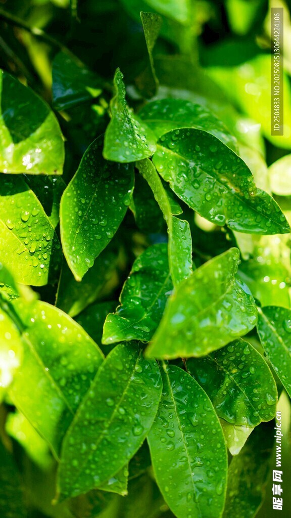 陽光下的翠綠葉片