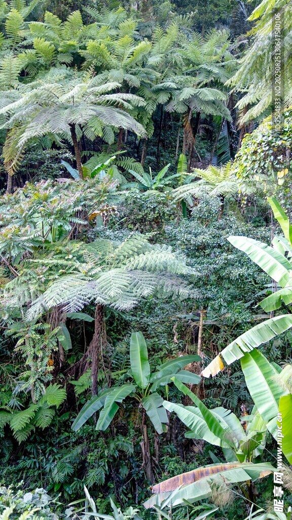 茂密蕨類植物景觀