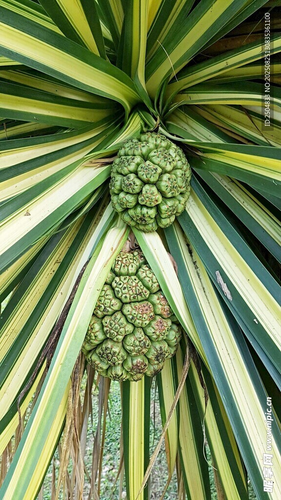 菠蘿樹特寫 果與葉之美