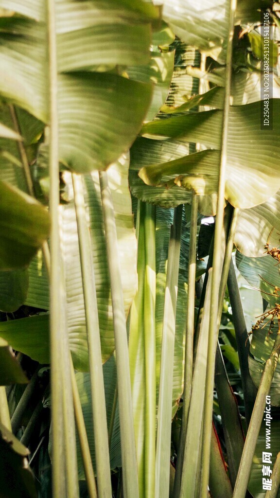 熱帶綠植 修長莖葉景觀