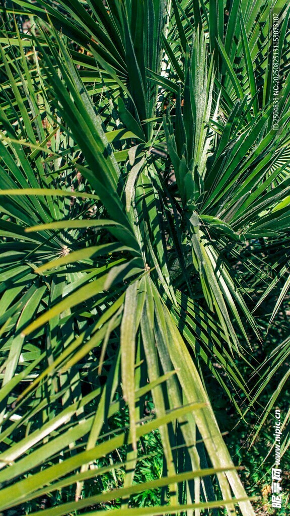 熱帶綠植特寫