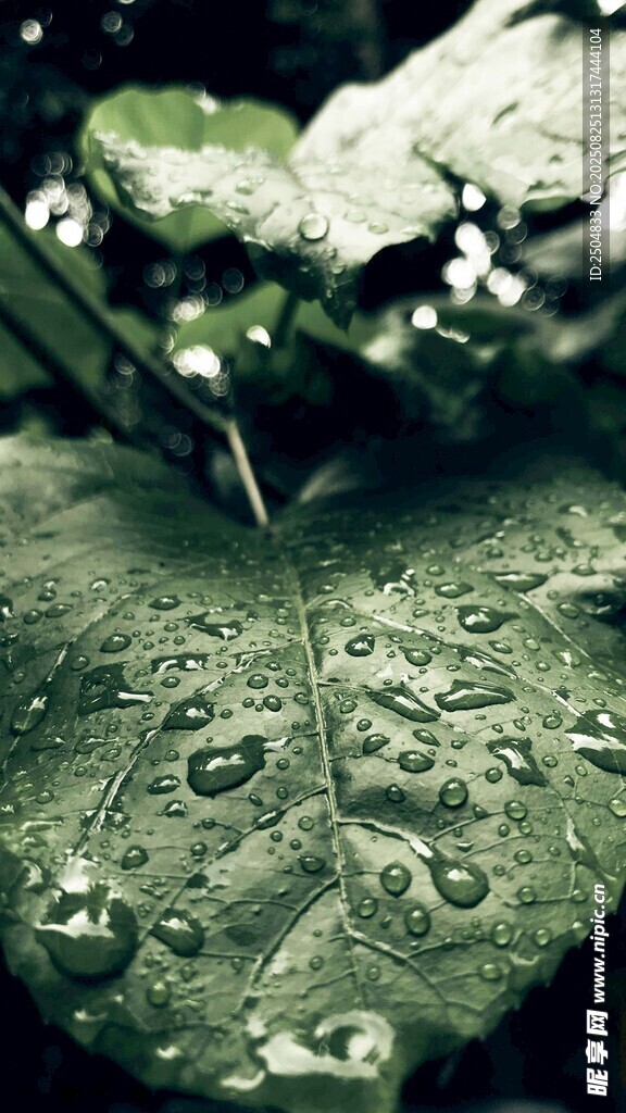 綠葉上的晶瑩雨滴