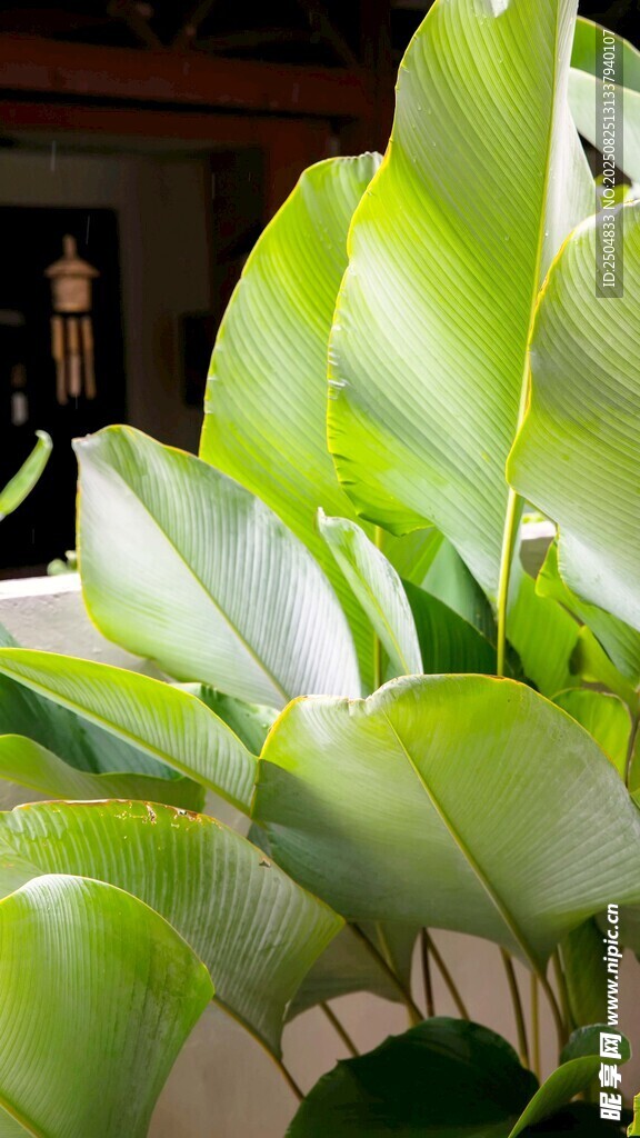 翠綠生機(jī)室內(nèi)綠植特寫