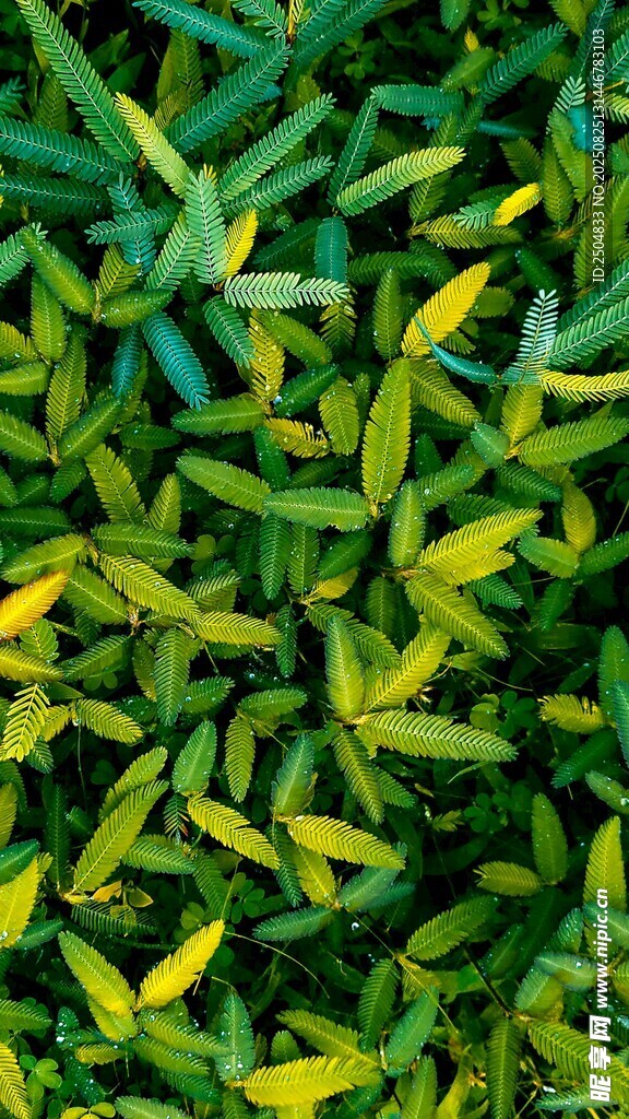 翠綠嫩黃相間的植物葉片