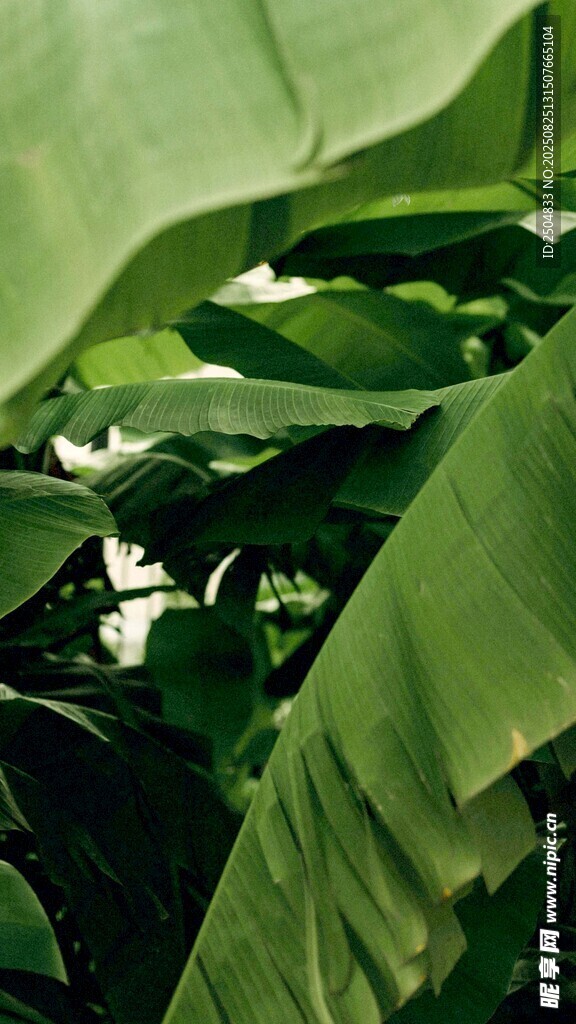 翠綠芭蕉葉特寫