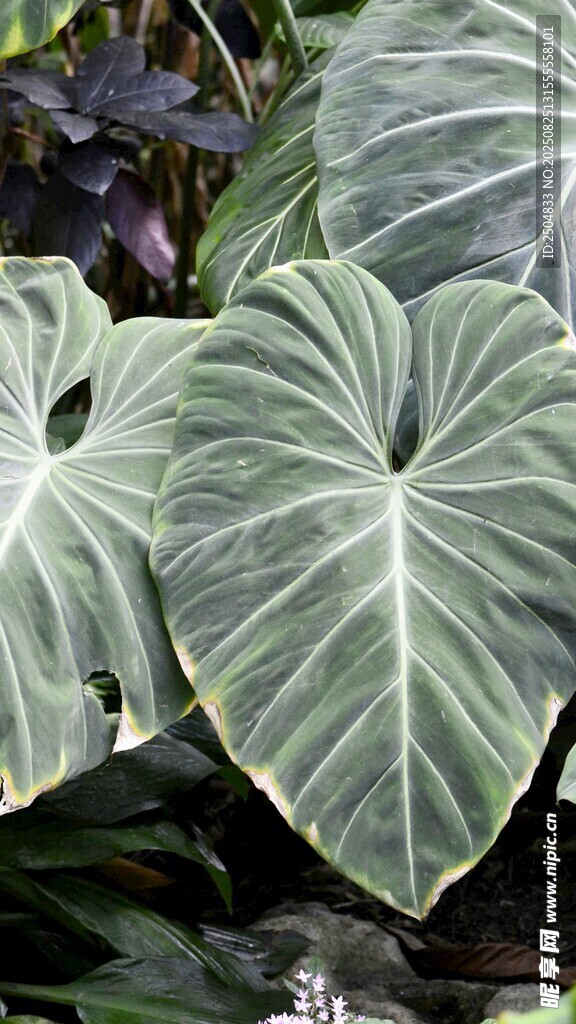 心形脈絡(luò)綠植特寫