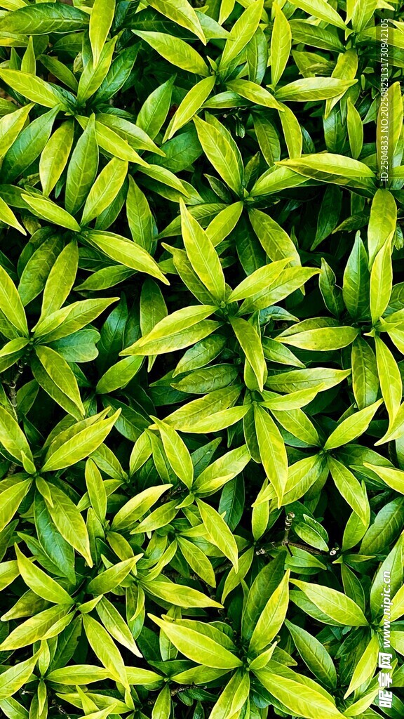 翠綠葉片植物特寫