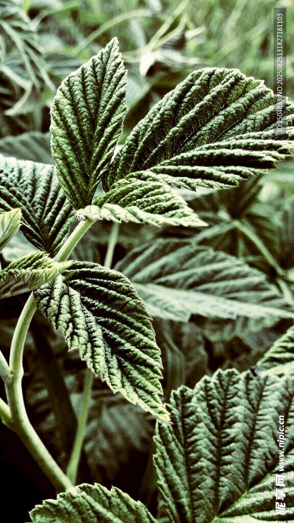 大麻植物特寫